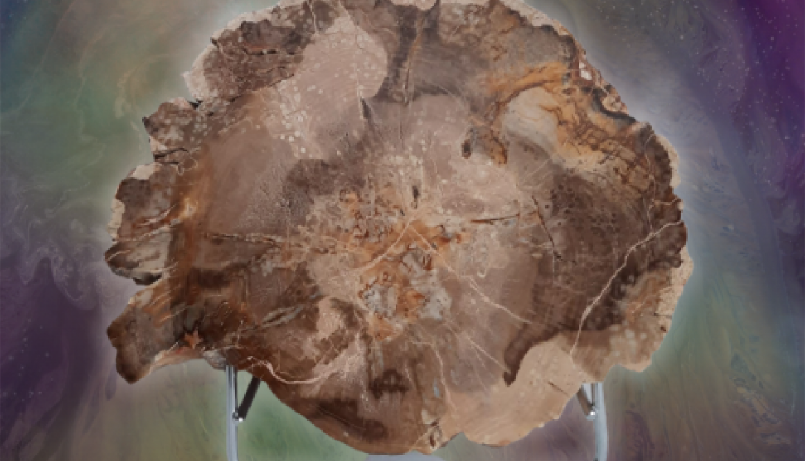 Versteinertes Holz | Nadelgehölz | ca. 24,5 cm
